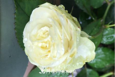 奶油龍沙月季是藤本還是灌木，怎么養？(圖1)