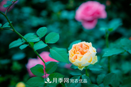月季小苗怎么養，如何養壯？(圖1)
