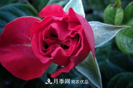 月季小苗怎么養，如何養壯？(圖3)