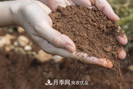 甜蜜馬車(chē)微型月季的養殖方法(圖1)