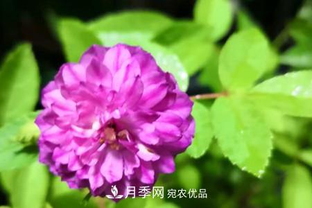 甜蜜馬車(chē)微型月季的養殖方法(圖2)