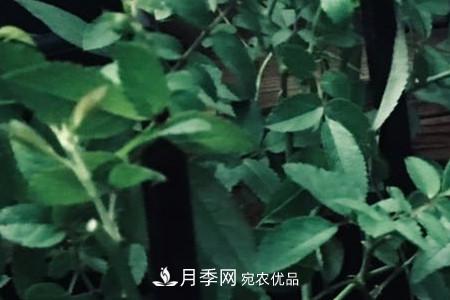 甜蜜馬車(chē)微型月季的養殖方法(圖3)