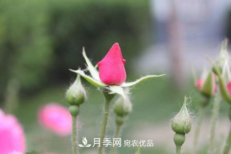 養護月季小苗要剪掉花苞嗎？(圖2)