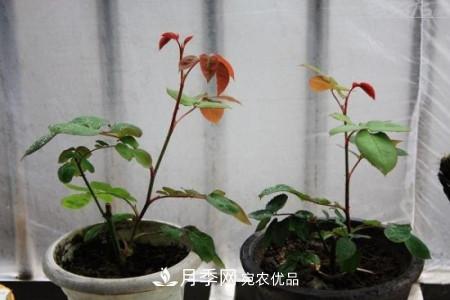 養護月季小苗要剪掉花苞嗎？(圖3)