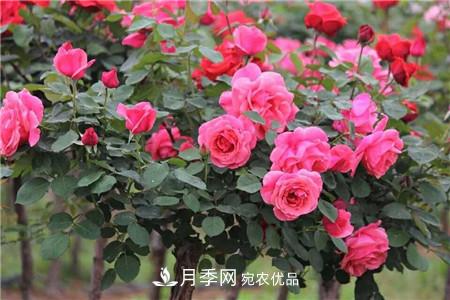 月季樹(shù)移栽注意事項？(圖1)