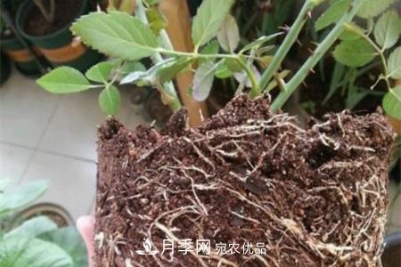 月季樹(shù)移栽注意事項？(圖2)