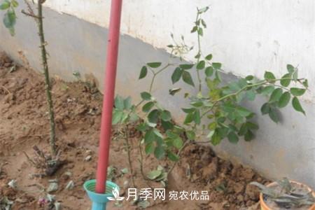 月季樹(shù)移栽注意事項？(圖3)