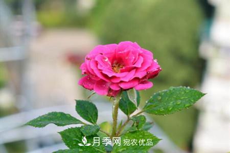 老樁月季/古樁月季移栽注意事項！(圖2)