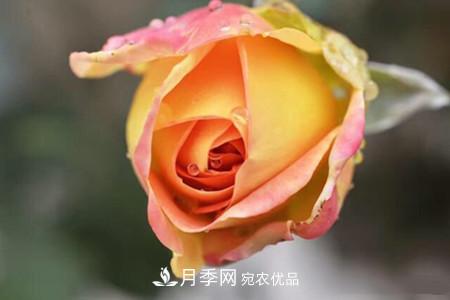 老樁月季/古樁月季移栽注意事項！(圖1)