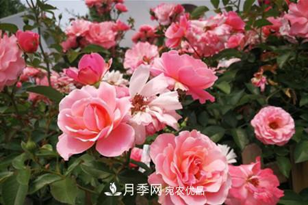 老樁月季/古樁月季移栽注意事項！(圖3)