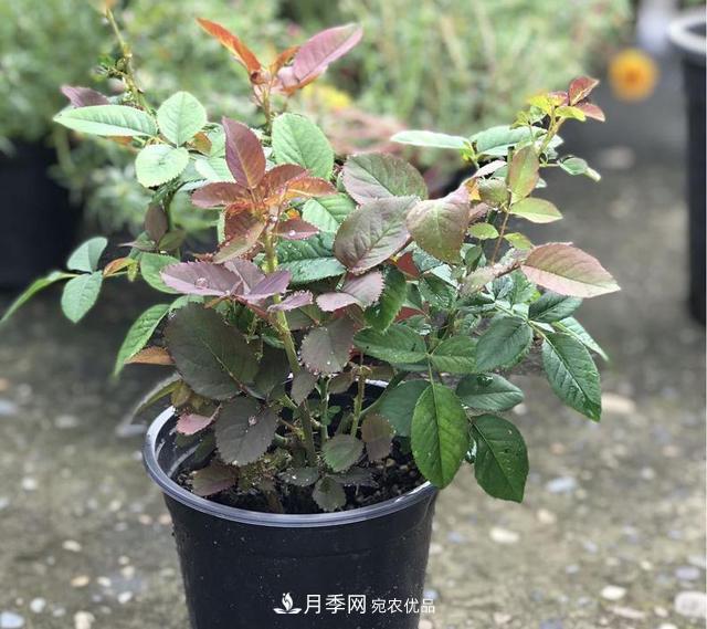 想要月季秋天爆花？9月養護很關(guān)鍵！做好這3點(diǎn)一盆開(kāi)出幾十朵花(圖3)