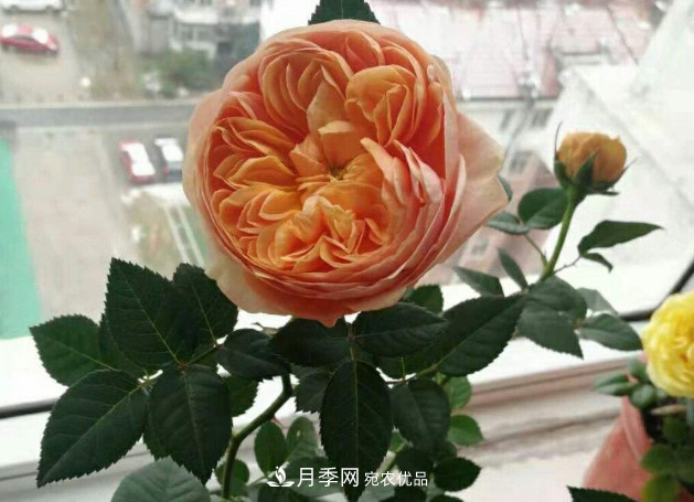 常給月季“施肥”，株型漂亮，花朵大，葉子大又濃綠(圖1)