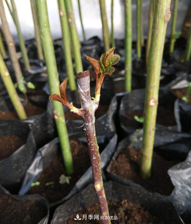 一個(gè)小技巧，月季變花月季樹(shù)！花苞滿(mǎn)樹(shù)冠，大花300天(圖3)