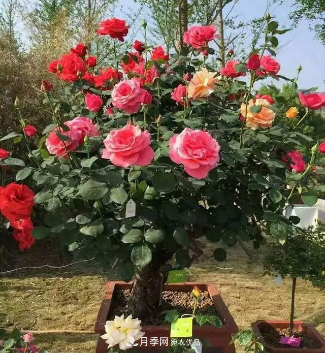 一個(gè)小技巧，月季變花月季樹(shù)！花苞滿(mǎn)樹(shù)冠，大花300天(圖2)
