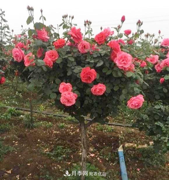 一個(gè)小技巧，月季變花月季樹(shù)！花苞滿(mǎn)樹(shù)冠，大花300天(圖4)