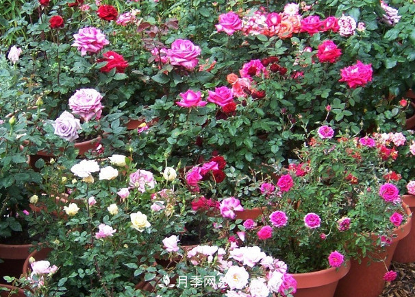月季、三角梅、桂花、天竺葵，***適合秋天盆栽的花卉(圖1)