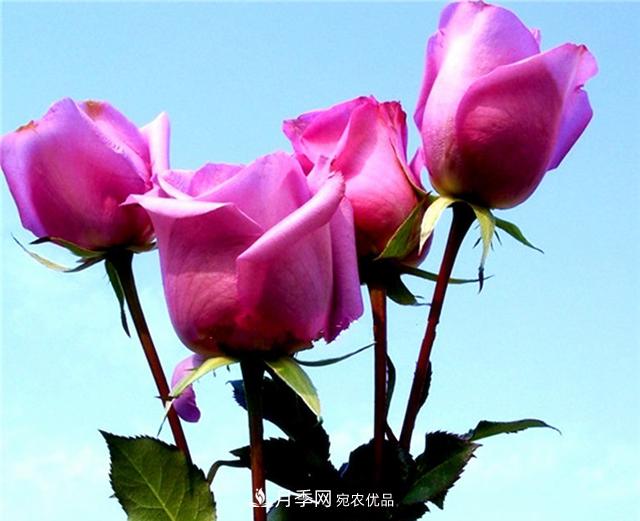 大花紫皇后月季，沉靜高貴成熟魅力，值得擁有(圖3)
