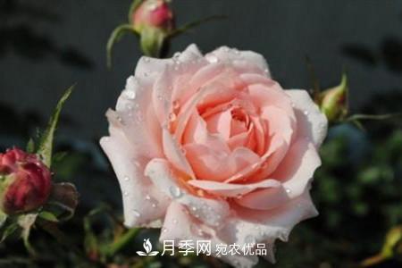 月季花夏天水分蒸發(fā)較，多少天澆次水？(圖3)