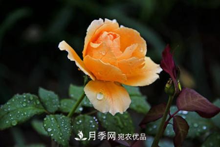 月季花夏天水分蒸發(fā)較，多少天澆次水？(圖1)