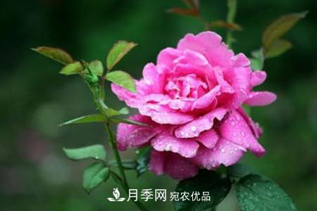 月季花夏天水分蒸發(fā)較，多少天澆次水？(圖2)
