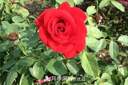 全攻略，香水月季怎么養長(cháng)的好？(圖1)
