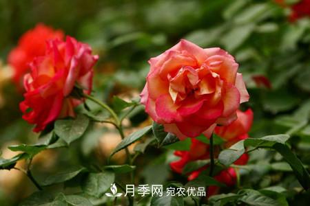 全攻略，香水月季怎么養長(cháng)的好？(圖3)