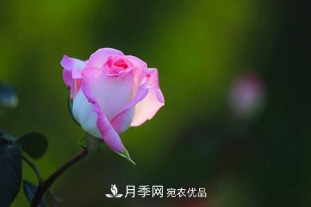 全攻略，香水月季怎么養長(cháng)的好？(圖2)