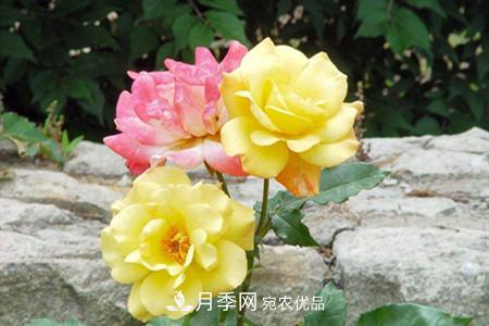 全攻略，香水月季怎么養長(cháng)的好？(圖4)