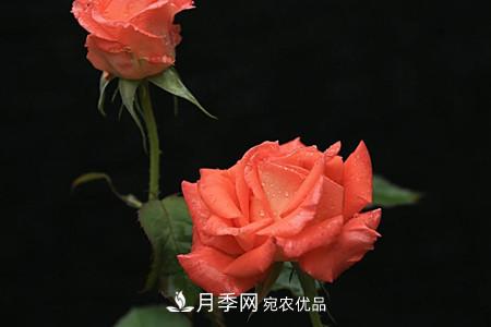 全攻略，香水月季怎么養長(cháng)的好？(圖6)