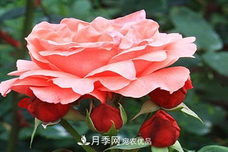 全攻略，香水月季怎么養長(cháng)的好？(圖10)