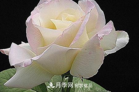 全攻略，香水月季怎么養長(cháng)的好？(圖7)
