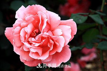 全攻略，香水月季怎么養長(cháng)的好？(圖5)