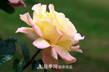 全攻略，香水月季怎么養長(cháng)的好？(圖8)