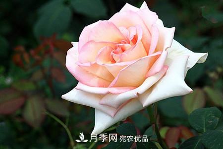 全攻略，香水月季怎么養長(cháng)的好？(圖9)