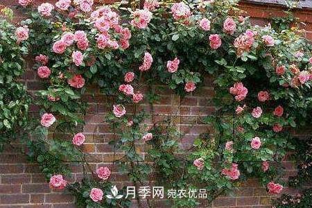 藤本月季制作月季花墻怎么固定？(圖3)