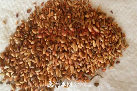 月季花的種子可以種嗎？(圖1)