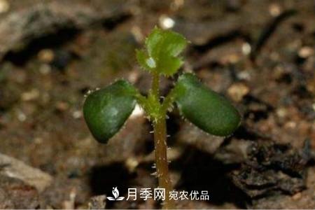 月季花的種子可以種嗎？(圖2)