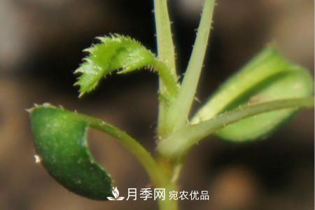 月季花的種子可以種嗎？(圖3)