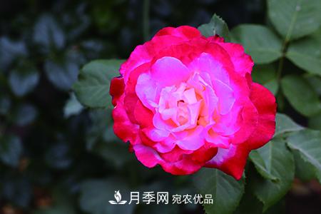 養護月季花施肥施什么肥料？(圖2)