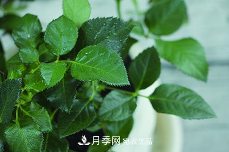 養護月季花施肥施什么肥料？(圖3)
