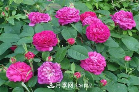 月季種類(lèi)有哪些？帶你了解藤本、灌木、微型、樹(shù)狀(圖2)