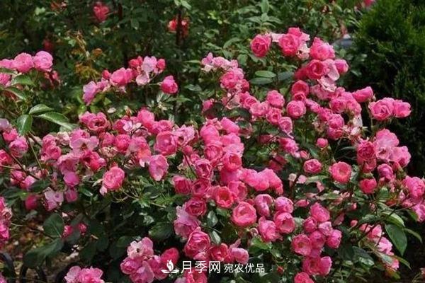 什么是豐花月季，它有什么特點(diǎn)？(圖4)
