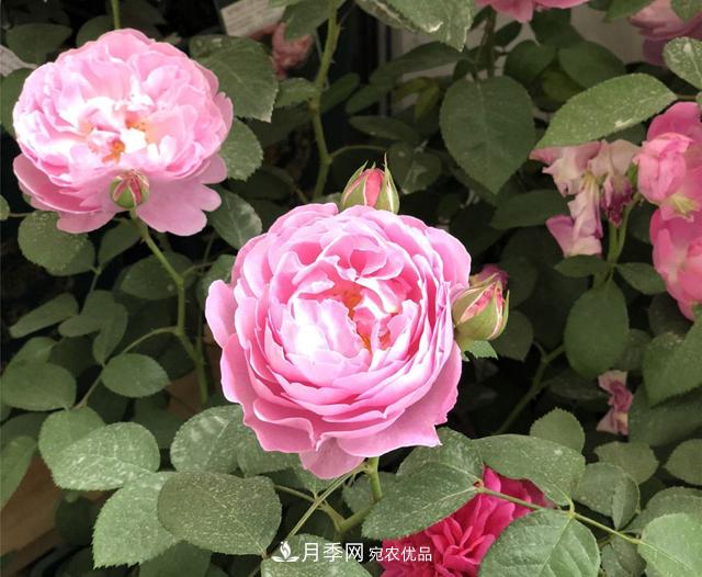 月季花冬天會(huì )凍死嗎？防寒的措施(圖1)
