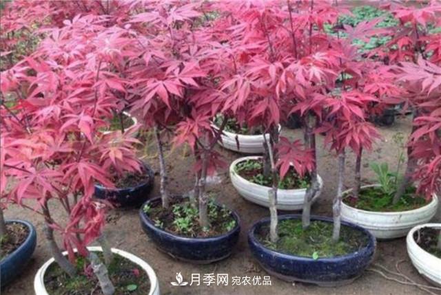 秋天到了，紅楓盆景需做好3個(gè)要點(diǎn)，葉子鮮紅似火(圖1)