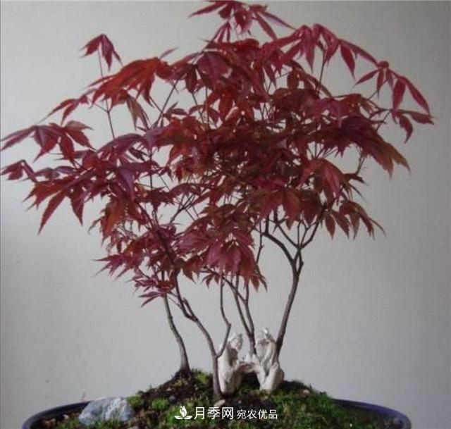 秋天到了，紅楓盆景需做好3個(gè)要點(diǎn)，葉子鮮紅似火(圖3)