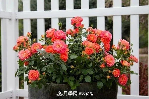 月季花夏季的修剪、施肥和防治病蟲(chóng)害攻略，遠離紅蜘蛛黑斑病(圖1)
