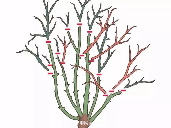 月季花夏季的修剪、施肥和防治病蟲(chóng)害攻略，遠離紅蜘蛛黑斑病(圖4)