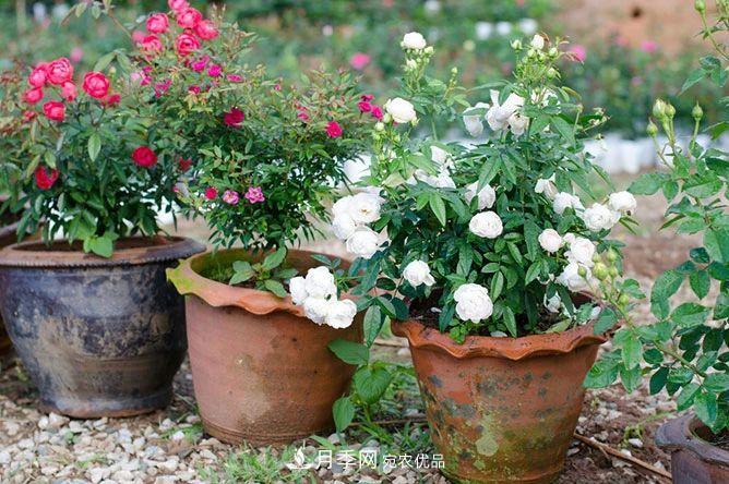 月季花夏季的修剪、施肥和防治病蟲(chóng)害攻略，遠離紅蜘蛛黑斑病(圖3)