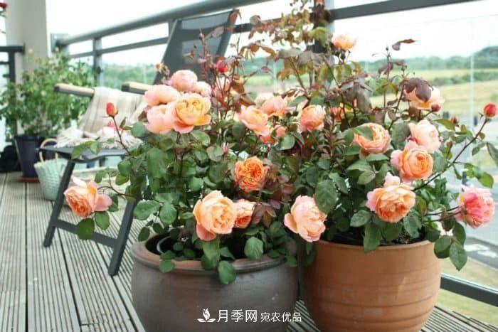 月季花夏季的修剪、施肥和防治病蟲(chóng)害攻略，遠離紅蜘蛛黑斑病(圖2)