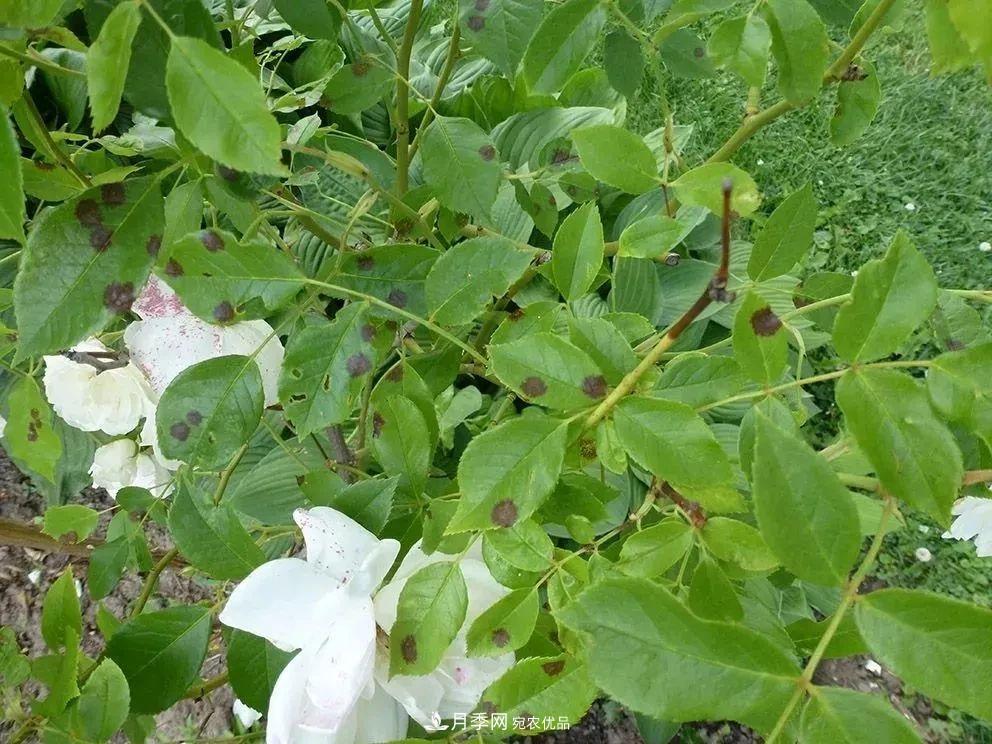 月季花夏季的修剪、施肥和防治病蟲(chóng)害攻略，遠離紅蜘蛛黑斑病(圖5)